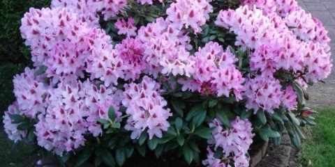 Kada rododendron procvjeta i šta učiniti ako ne procvjeta